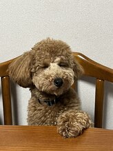 いわながスポーツ整体院 チョコ ちゃん