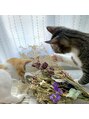 アンジェリカミッシェル 津田沼店&nbsp;動物好きです☆ネコ3匹飼ってます(=^x^=)