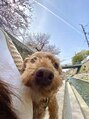 スリール(sourire by PRESS NAIL&EYELASH) 実家の愛犬です!