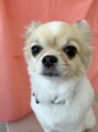 イロミー 大阪店(IroME)&nbsp;【愛犬のチワワ】犬のパーソナルカラーの資格も持っています♪