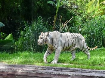 アジアンリラクゼーション ヴィラ 大橋店(asian relaxation villa)/バリ・サファリ&マリンパーク