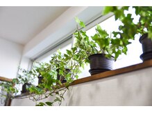 金町5丁目鍼灸マッサージ院/廊下の元気なアイビー