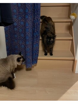 糸色 十色/2匹の猫ちゃんたちです(*^^*)♪