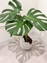 ココベース/観葉植物