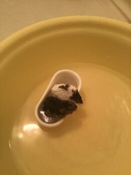 リラクゼーション アポロン(APOLLO)/仲良し2匹