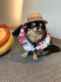 ヘーゼル バイ エッセ(HAZEL by esse.) 保護犬として迎えた我が家のアイドル、マロです♪