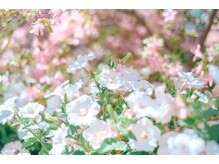 ミーティア(Meteor)/