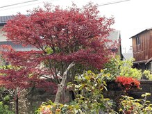 たにあん/モミジも真っ赤