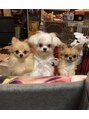 アイラッシュサロン ブラン アリオ川口店(Eyelash Salon Blanc)&nbsp;実家の犬3匹です☆左からポメ・マルチーズチワワMIX・チワワ