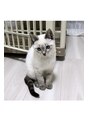 ブリアンテ(Total Beauty BRILLANTE)&nbsp;猫ちゃんと暮らしてます♪じゃこ♀ちゃんです(=^x^=)