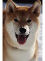 レイス(LEISS)&nbsp;我が家の愛犬♪