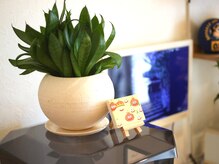 青山バランスアップ治療院/観葉植物1