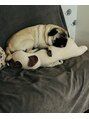 パグーグー(puguu...guu...)&nbsp;愛犬のマロンです♪わんちゃんが苦手な方はお伝えください◎