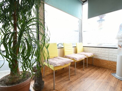 オリーヴの写真