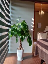 リナージュ アンド ココ(Rin-ange&CoCo)/観葉植物