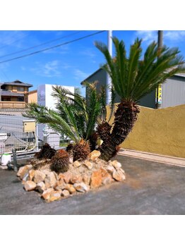 ルアナ(Luana)/ソテツ３兄弟♪