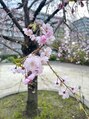 ビューティースタジオ韓美 銀座店 写真フォルダにはお花がたくさんあります!癒されますね♪