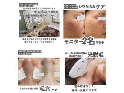 ダリア(Dahlia)の写真