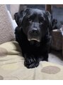 アンドエス 六本木(and S.) 実家で黒ラブ飼ってます♪皆さんのわんちゃん自慢聞きたいです!