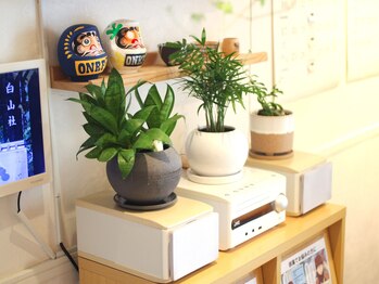 青山バランスアップ治療院/観葉植物2