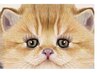 【ナチュラルメイクをお好みの方】NEW!!ナチュラルブラウンフラット/80本