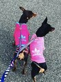 ラヴィ(RAVI) 愛犬