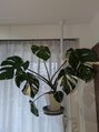 はぎわら治療院 青葉台&nbsp;長年大切に育てている斑入りモンステラ。親株から増やしたもの。