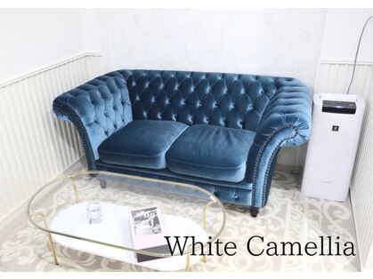 ホワイトカメリア(White Camellia)のメインフォト01