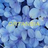 オルテンシア 六本松(ORTENSIA)のお店ロゴ