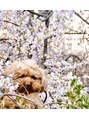 サロンドシュシュ 心斎橋本店(salon de chouchou)&nbsp;チャーミーと桜