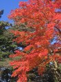 ラベイユ(Labeille) 旅先での紅葉♪千葉/千葉中央