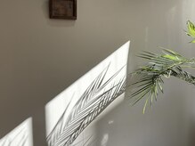 マイレ(Maile)/Maile