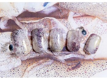 ブルームス(blooms)/いか