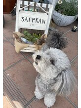 サフラン(Saffran)/人懐っこい愛犬お出迎え