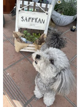 サフラン(Saffran)/人懐っこい愛犬お出迎え