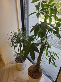 ムラサキ鍼灸治療院(MURASAKI鍼灸治療院)/院内観葉植物