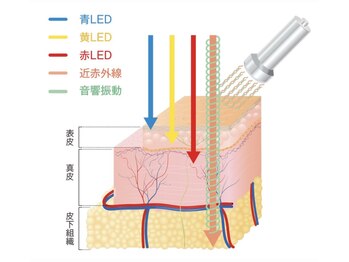 サロンドカメリア(salon de Camellia)/浸透と血流改善に特化グロッティ