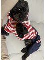 バロンズクラブ 梅田(Baron's Club) 愛犬のサンです☆とってもお利口な女の子です♪