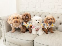 アクアカイロプラクティック/Aquaの看板犬☆