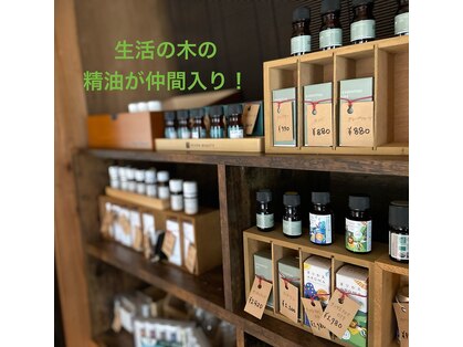 アビエスフィルマ(abies firma)の写真