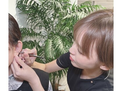 ピレア(Pillea)の写真