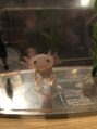 グラビスラティナ 津田沼店(Gravis Latina)&nbsp;ウーパールーパー飼ってます！今はもう25センチくらいあります！