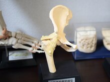慢性腰痛 膝痛専門整体院 快の雰囲気（サロン内には施術の参考にも使用する骨格模型がございます☆）