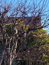 たにあん/鳥も休憩