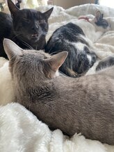 ヨサパーク カルム(YOSA PARK)/【番外編】うちのニャンズ