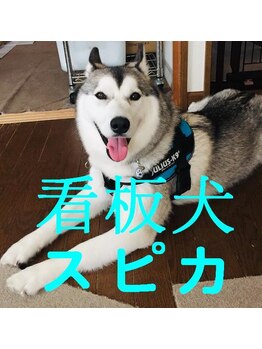 カイロプラクティック リズム/看板犬スピカ