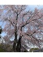 エム(M) 桜咲きましたね