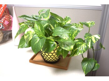 オリヤ整体カイロ院 美容矯正(ORIYA)/時間外もお問い合わせください