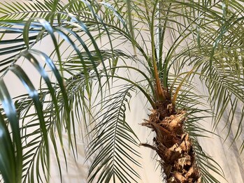 マイレ(Maile)/Maile