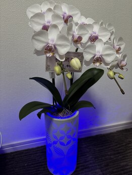 シュトウアートモカ(Shutou Art moka)/